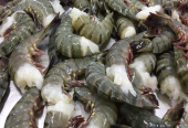 越南海鮮供應-Ai hy Seafood